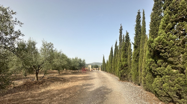 Кастельон - Sot de Ferrer - 10250m2