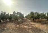 Xalet independent amb terreny en venda a Sot de Ferrer ref.: TR419518 foto
