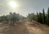 Xalet independent amb terreny en venda a Sot de Ferrer ref.: TR419518 foto