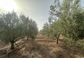Xalet independent amb terreny en venda a Sot de Ferrer ref.: TR419518 foto