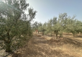 Xalet independent amb terreny en venda a Sot de Ferrer ref.: TR419518 foto
