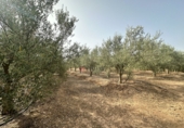 Xalet independent amb terreny en venda a Sot de Ferrer ref.: TR419518 foto
