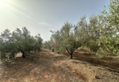 Xalet independent amb terreny en venda a Sot de Ferrer ref.: TR419518 foto
