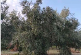 Хаэн 13000&nbsp;м²