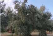 Земля на продажу у города Хаэн. Фото