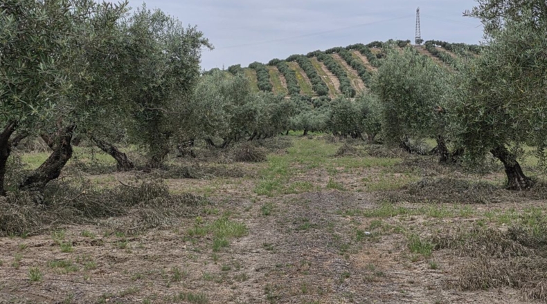 Jaén - Pegalajar - 1m2