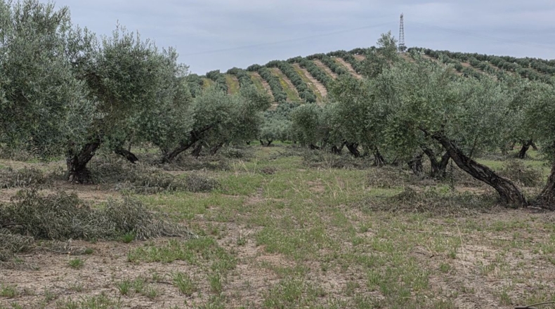 Jaén - Pegalajar - 1m2