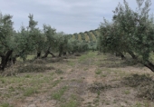 Земля на продажу у города Pegalajar. Фото