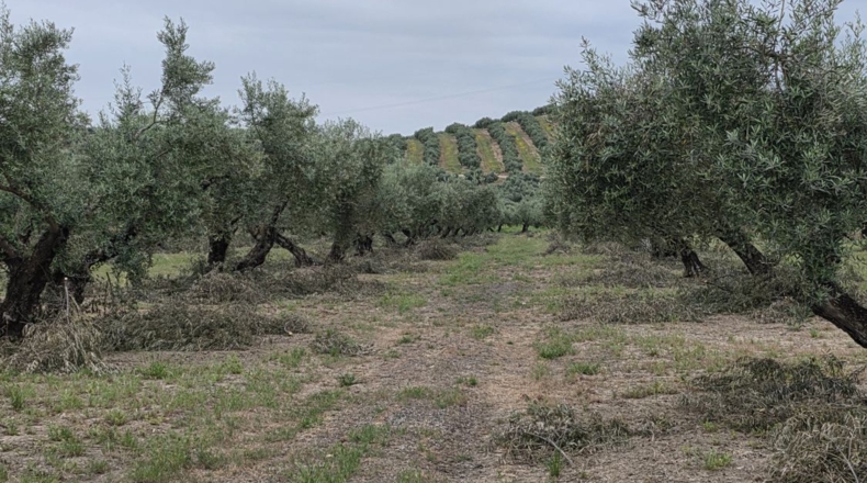 Jaén - Pegalajar - 1m2