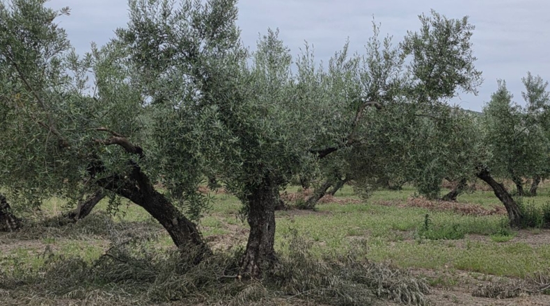 Jaén - Pegalajar - 1m2