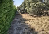 Urban land for sale on Paseo de los Olmos, Zarzuela del Monte, ref: TR419548 photo