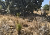 Urban land for sale on Calle de los Fresnos, Zarzuela del Monte, ref: TR419547 photo