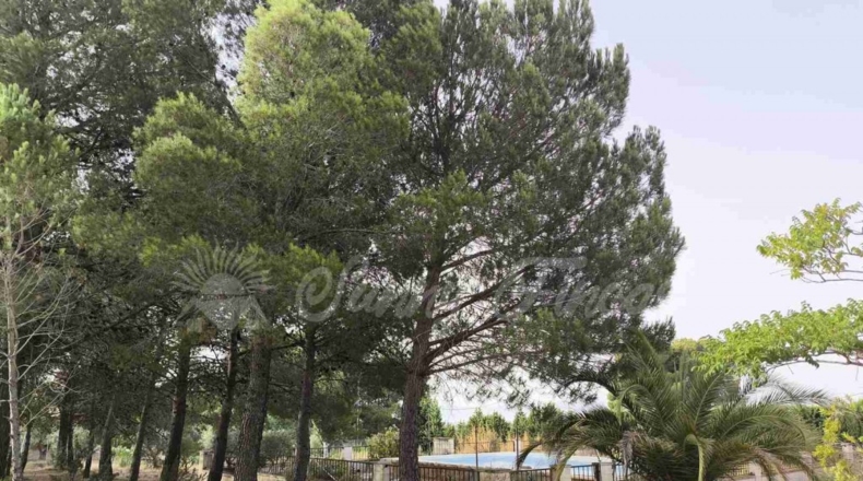 Murcia - Yecla - 5000m2