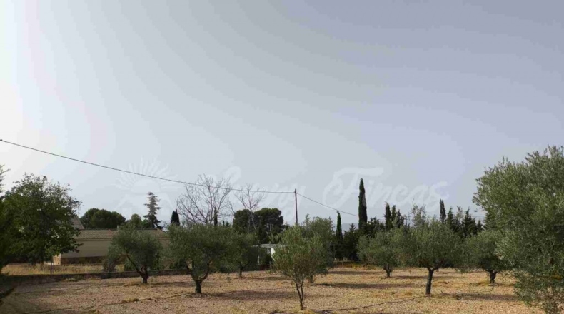 Murcia - Yecla - 5000m2