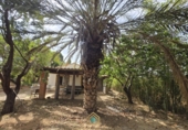 Detached villa with land for sale on Camí Vell de Benifaió, Benifaió, ref: TR419554 photo