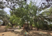 Detached villa with land for sale on Camí Vell de Benifaió, Benifaió, ref: TR419554 photo