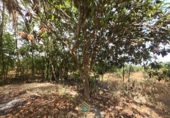 Detached villa with land for sale on Camí Vell de Benifaió, Benifaió, ref: TR419554 photo