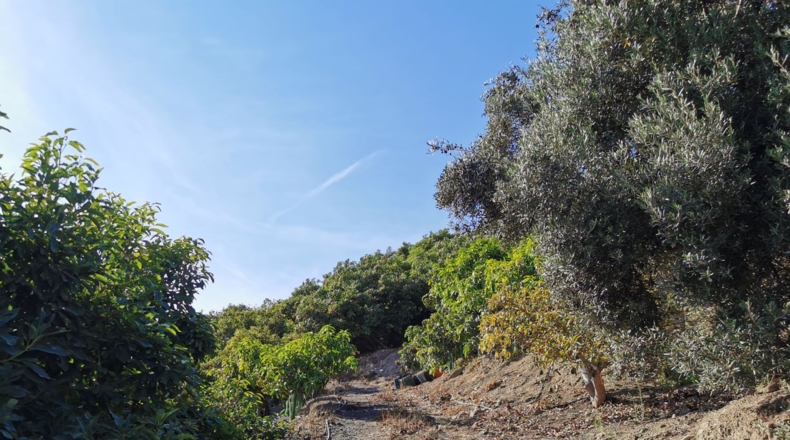 Гранада - Motril - 12600m2