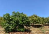Terreno no urbanizable en venta en la España, Ítrabo, ref: TR419582 foto