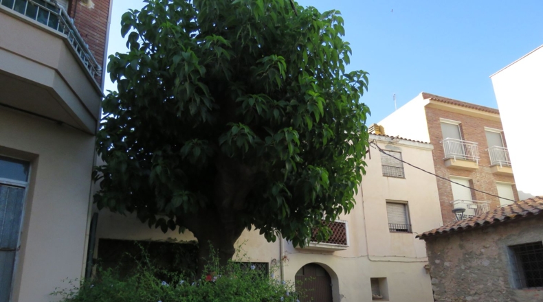 Tarragona - Alcover - 250m2