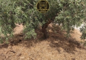 Non-developable land for sale in Jaén ref: TR419598 photo