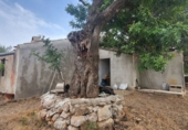 Finca rústica en venta en Roquetes ref: TR419615 foto