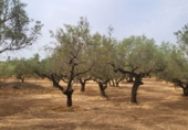 Finca rústica en venta en Roquetes ref: TR419615 foto