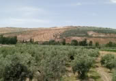 Non-developable land for sale on Calle Barranco, Cacín, ref: TR419636 photo