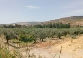 Non-developable land for sale on Calle Barranco, Cacín, ref: TR419636 photo