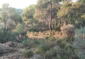 Non-developable land for sale on , Albalat dels Tarongers, ref: TR419657 photo
