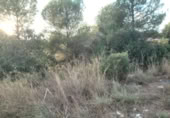 Non-developable land for sale on , Albalat dels Tarongers, ref: TR419656 photo