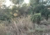 Non-developable land for sale on , Albalat dels Tarongers, ref: TR419656 photo