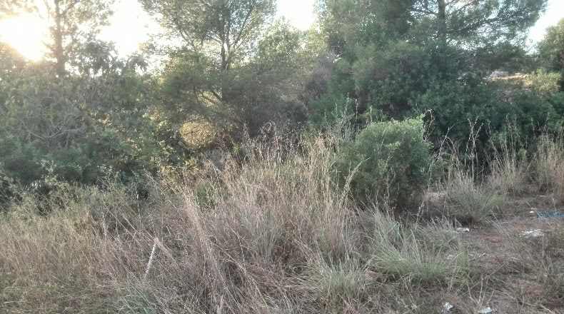 Valencia - Albalat dels Tarongers - 4385m2