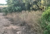 Non-developable land for sale on , Albalat dels Tarongers, ref: TR419656 photo