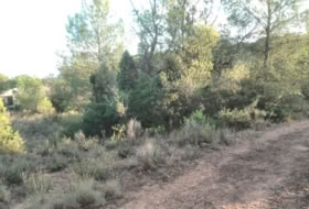 Albalat dels Tarongers 4385&nbsp;m²