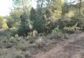 Non-developable land for sale on , Albalat dels Tarongers, ref: TR419656 photo