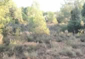 Non-developable land for sale on , Albalat dels Tarongers, ref: TR419656 photo