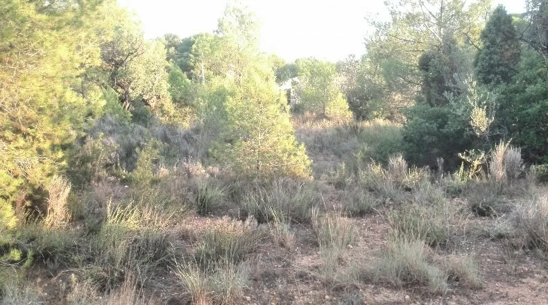 Valencia - Albalat dels Tarongers - 4385m2