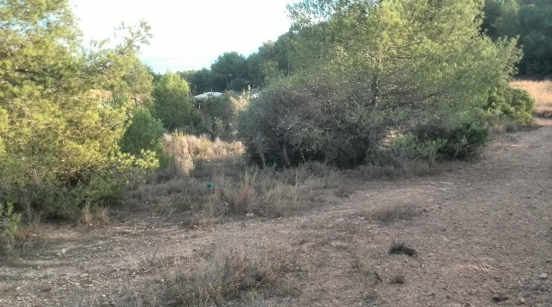 Valencia - Albalat dels Tarongers - 4385m2