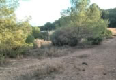 Non-developable land for sale on , Albalat dels Tarongers, ref: TR419656 photo