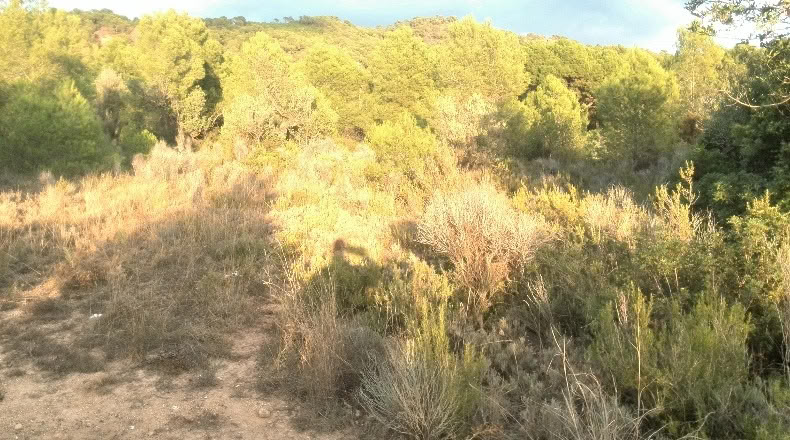 Valencia - Albalat dels Tarongers - 4385m2