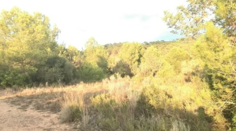 Valencia - Albalat dels Tarongers - 4385m2