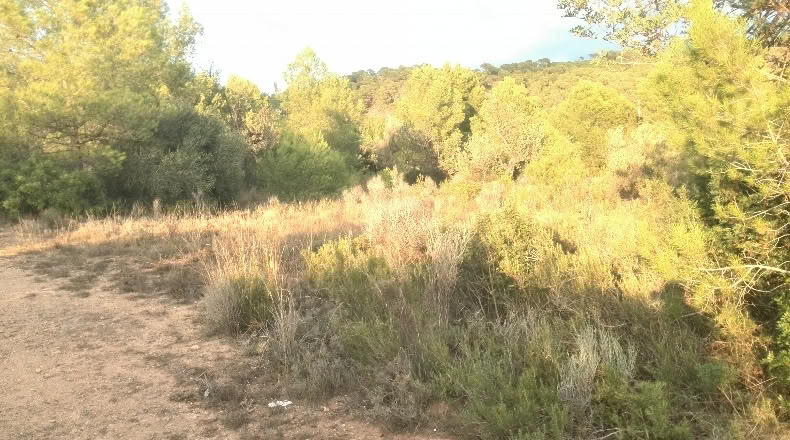Valencia - Albalat dels Tarongers - 4385m2
