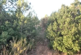 Albalat dels Tarongers 4385&nbsp;m²