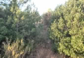 Non-developable land for sale on , Albalat dels Tarongers, ref: TR419656 photo