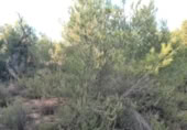 Non-developable land for sale on , Albalat dels Tarongers, ref: TR419656 photo