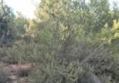 Non-developable land for sale on , Albalat dels Tarongers, ref: TR419656 photo