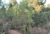 Non-developable land for sale on , Albalat dels Tarongers, ref: TR419656 photo