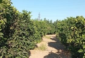 Севилья 1100&nbsp;м²