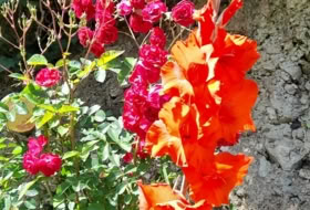 Foto 7